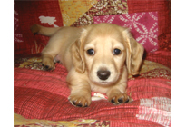 �ԍ��F17003�@�_�b�N�XM�E�����O�@�N���[���@�I�X�@8/15��