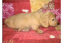 �ԍ��F17003�@�_�b�N�XM�E�����O�@�N���[���@�I�X�@8/15��