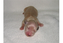 �ԍ��F17004�@�_�b�N�XM�E�����O�@�N���[���@�I�X�@8/15��