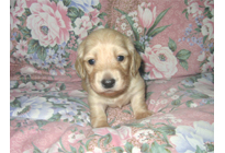 �ԍ��F17004�@�_�b�N�XM�E�����O�@�s���A�N���[���@�I�X�@8/15��