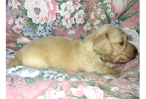 �ԍ��F17004�@�_�b�N�XM�E�����O�@�s���A�N���[���@�I�X�@8/15��