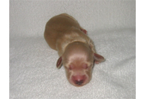 �ԍ��F17005�@�_�b�N�XM�E�����O�@�N���[���@���X�@8/15��