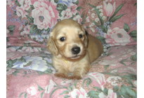 �ԍ��F17005�@�_�b�N�XM�E�����O�@�N���[���@���X�@8/15��