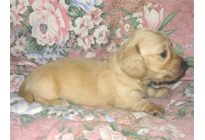 �ԍ��F17005�@�_�b�N�XM�E�����O�@�N���[���@���X�@8/15��