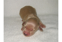 �ԍ��F17006�@�_�b�N�XM�E�����O�@�N���[���@���X�@8/15��