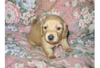 �ԍ��F17006�@�_�b�N�XM�E�����O�@�N���[���@���X�@8/15��