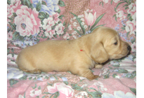 �ԍ��F17006�@�_�b�N�XM�E�����O�@�N���[���@���X�@8/15��