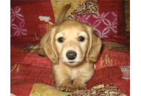 �ԍ��F17006�@�_�b�N�XM�E�����O�@�N���[���@���X�@8/15��