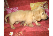 �ԍ��F17006�@�_�b�N�XM�E�����O�@�N���[���@���X�@8/15��