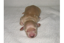 �ԍ��F17007�@�_�b�N�XM�E�����O�@�N���[���@���X�@8/15��