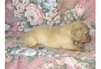 �ԍ��F17007�@�_�b�N�XM�E�����O�@�s���A�N���[���@���X�@8/15��