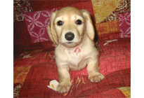 �ԍ��F17007�@�_�b�N�XM�E�����O�@�s���A�N���[���@���X�@8/15��