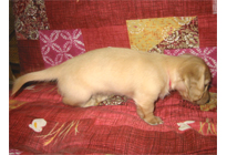 �ԍ��F17007�@�_�b�N�XM�E�����O�@�s���A�N���[���@���X�@8/15��