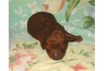 �ԍ��F18001�@�v�[�h���E�g�C�@���b�h�@�I�X�@1/19��