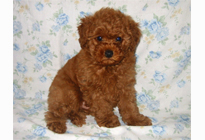 �ԍ��F18001�@�v�[�h���E�g�C�@���b�h�@�I�X�@1/19��