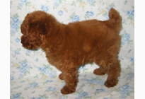 �ԍ��F18001�@�v�[�h���E�g�C�@���b�h�@�I�X�@1/19��