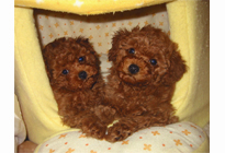 �q���B�@�v�[�h���E�g�C�@���b�h�@1/19��