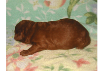 �ԍ��F18001�@�v�[�h���E�g�C�@���b�h�@�I�X�@1/19��