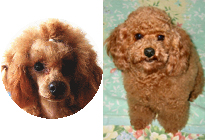 �v�[�h���E�g�C�@���b�h�@�����F�W���f�B�[�N�@�ꌢ�F���������