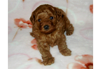 �ԍ��F18001�@�v�[�h���E�g�C�@���b�h�@�I�X�@1/19��