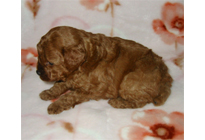 �ԍ��F18001�@�v�[�h���E�g�C�@���b�h�@�I�X�@1/19��