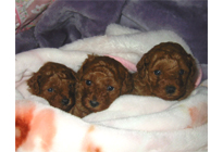 �q���B�@�v�[�h���E�g�C�@���b�h�@1/19��