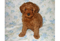 �ԍ��F18001�@�v�[�h���E�g�C�@���b�h�@�I�X�@1/19��