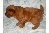 �ԍ��F18001�@�v�[�h���E�g�C�@���b�h�@�I�X�@1/19��