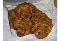 �q���B�@�v�[�h���E�g�C�@���b�h�@1/19��