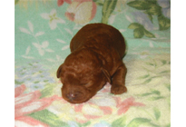 �ԍ��F18002�@�v�[�h���E�g�C�@���b�h�@�I�X�@1/19��