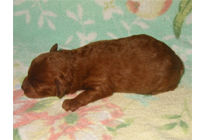 �ԍ��F18002�@�v�[�h���E�g�C�@���b�h�@�I�X�@1/19��