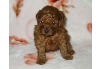 �ԍ��F18002�@�v�[�h���E�g�C�@���b�h�@�I�X�@1/19��