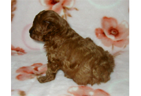 �ԍ��F18002�@�v�[�h���E�g�C�@���b�h�@�I�X�@1/19��