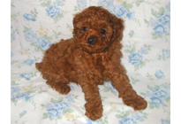 �ԍ��F18002�@�v�[�h���E�g�C�@���b�h�@�I�X�@1/19��