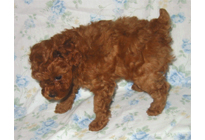 �ԍ��F18002�@�v�[�h���E�g�C�@���b�h�@�I�X�@1/19��