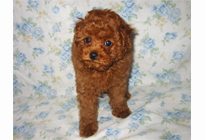 �ԍ��F18002�@�v�[�h���E�g�C�@���b�h�@�I�X�@1/19��