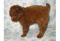 �ԍ��F18002�@�v�[�h���E�g�C�@���b�h�@�I�X�@1/19��