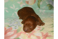 �ԍ��F18003�@�v�[�h���E�g�C�@���b�h�@���X�@1/19��