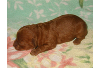 �ԍ��F18003�@�v�[�h���E�g�C�@���b�h�@���X�@1/19��