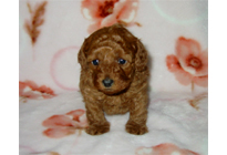 �ԍ��F18003�@�v�[�h���E�g�C�@���b�h�@���X�@1/19��