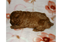 �ԍ��F18003�@�v�[�h���E�g�C�@���b�h�@���X�@1/19��