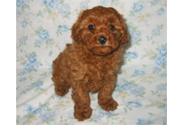 �ԍ��F18003�@�v�[�h���E�g�C�@���b�h�@���X�@1/19��