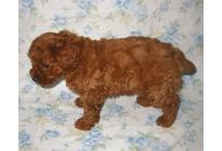 �ԍ��F18003�@�v�[�h���E�g�C�@���b�h�@���X�@1/19��