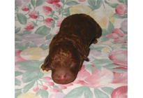 �ԍ��F18004�@�v�[�h���E�g�C�@���b�h�@�I�X�@3/1��