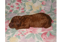 �ԍ��F18004�@�v�[�h���E�g�C�@���b�h�@�I�X�@3/1��