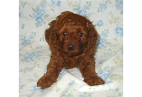 �ԍ��F18004�@�v�[�h���E�g�C�@���b�h�@�I�X�@3/1��