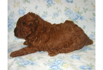 �ԍ��F18004�@�v�[�h���E�g�C�@���b�h�@�I�X�@3/1��