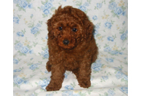 �ԍ��F18004�@�v�[�h���E�g�C�@���b�h�@�I�X�@3/1��