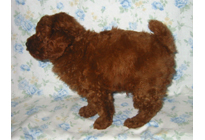 �ԍ��F18004�@�v�[�h���E�g�C�@���b�h�@�I�X�@3/1��