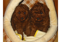 �v�[�h���E�g�C�@���b�h�@�q���B